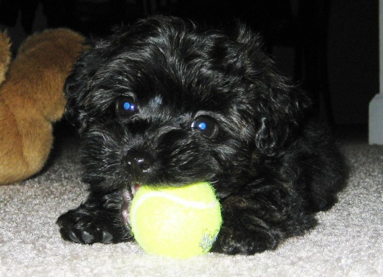 Йоркширский терьер