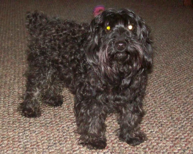 Йорки ПУ собака