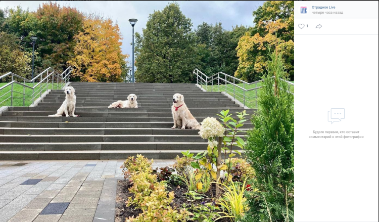 Гулять с собакой Джек Рассел