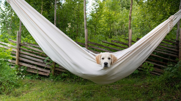 Перегородка для собак