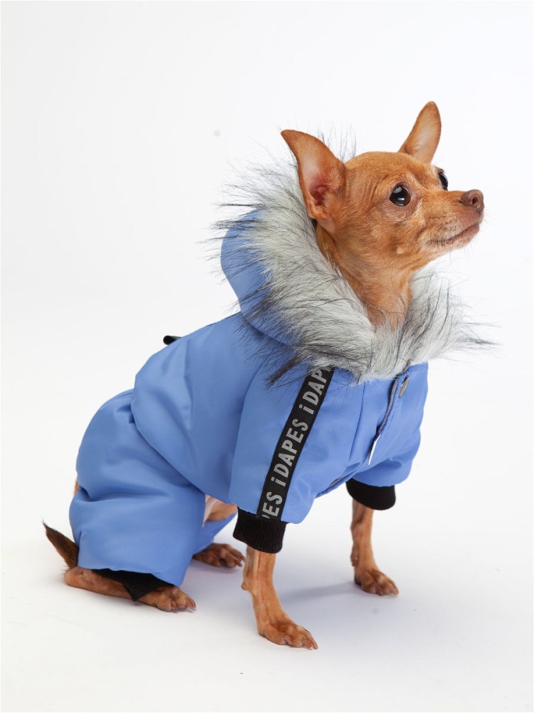 Пижон собака