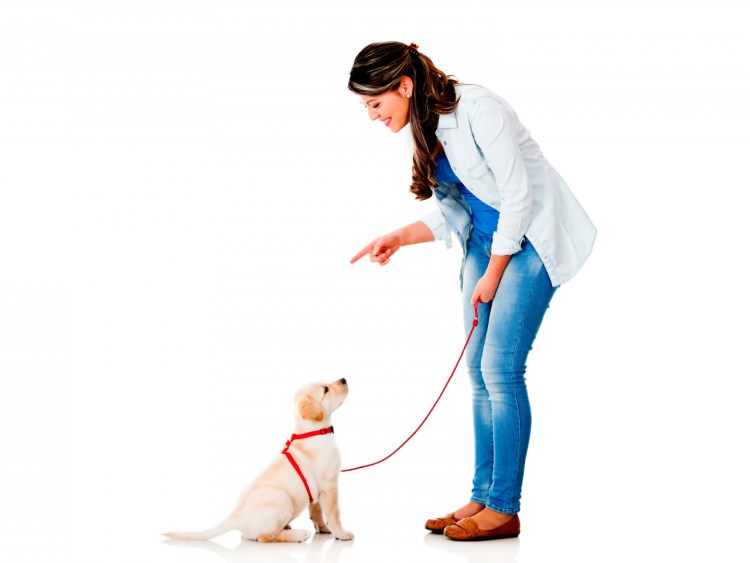 Сумка-переноска для животных Duvo+ до 6кг," Promenade Paris Tomboy 3in1", серая, 44x31x31см