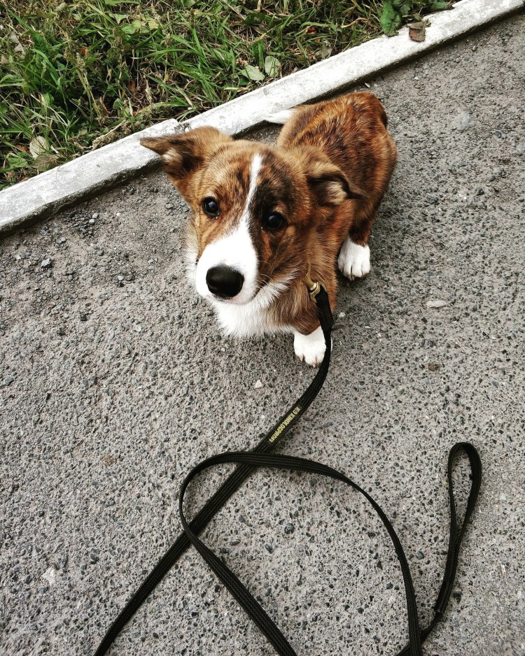 Парк домашних животных