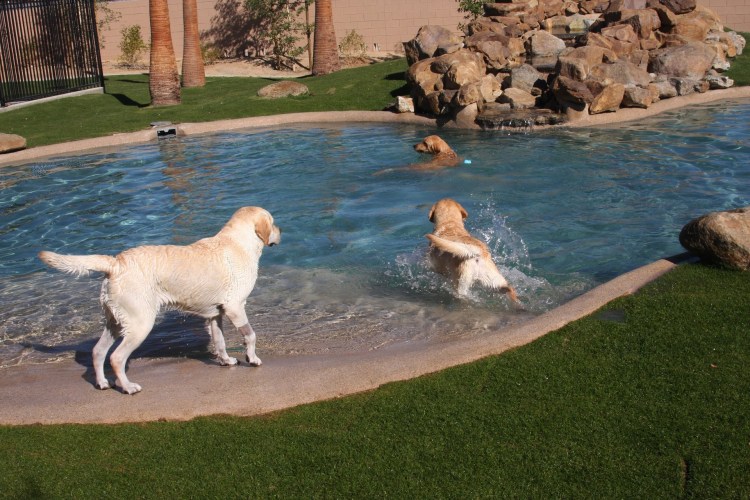 Lucky Dog гамак капля