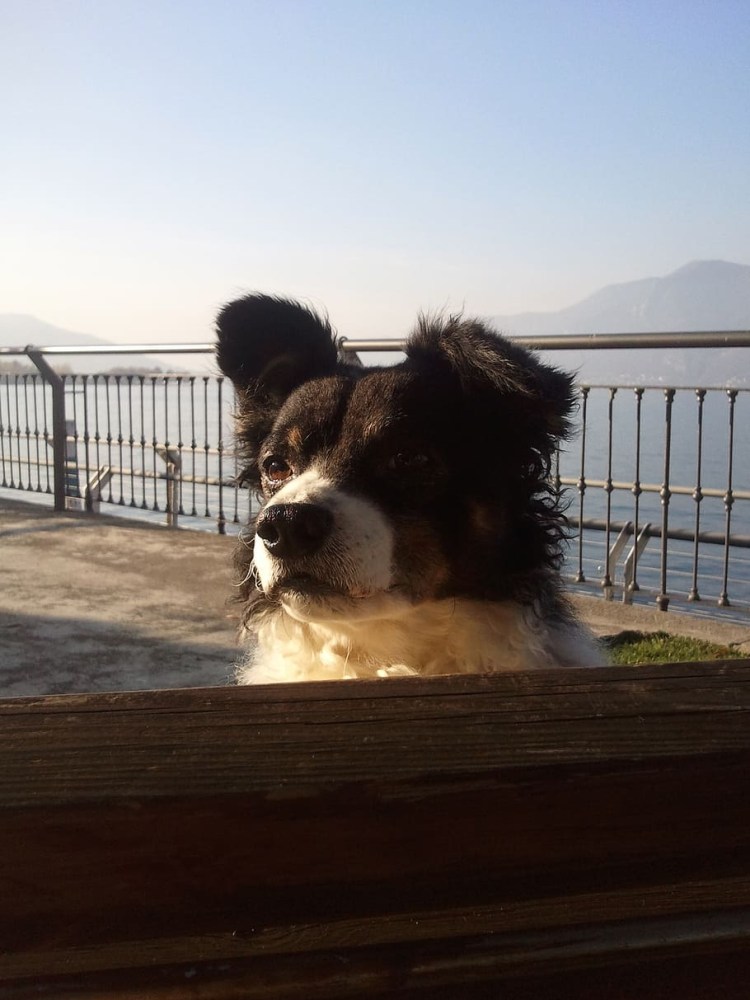 Ночная собака