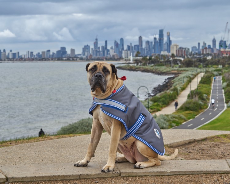 Выгул собак Ульяновск
