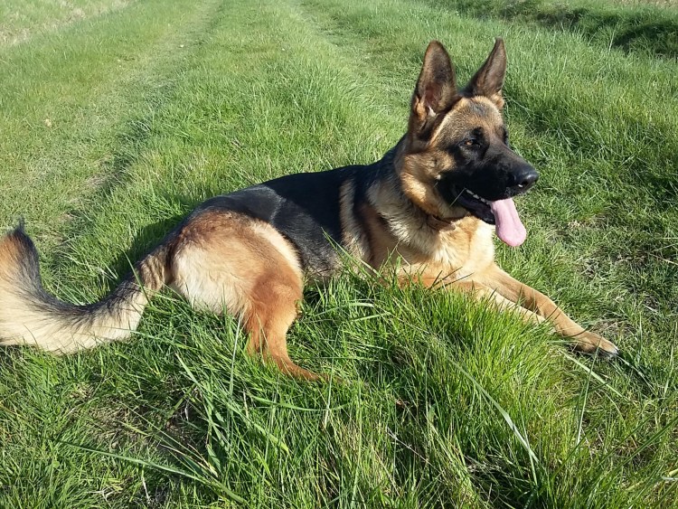 Прогулка с собакой на поводке