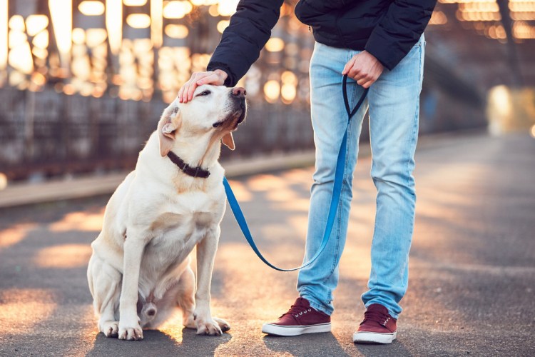 Зоогостиница для собак