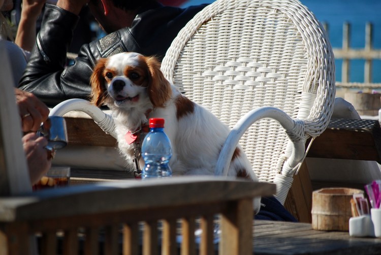 Женщина с собакой идет по улице