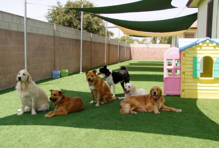 Маремма и золотистый ретривер