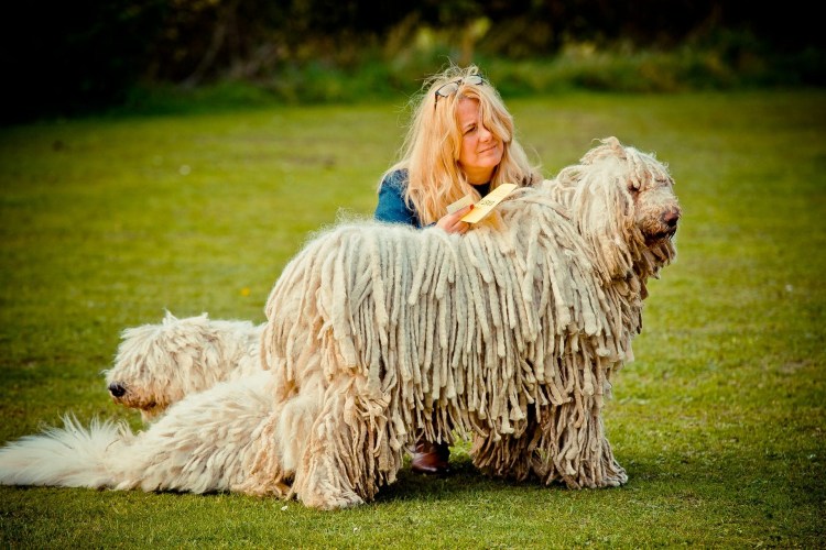 Собака Комондор венгерская овчарка