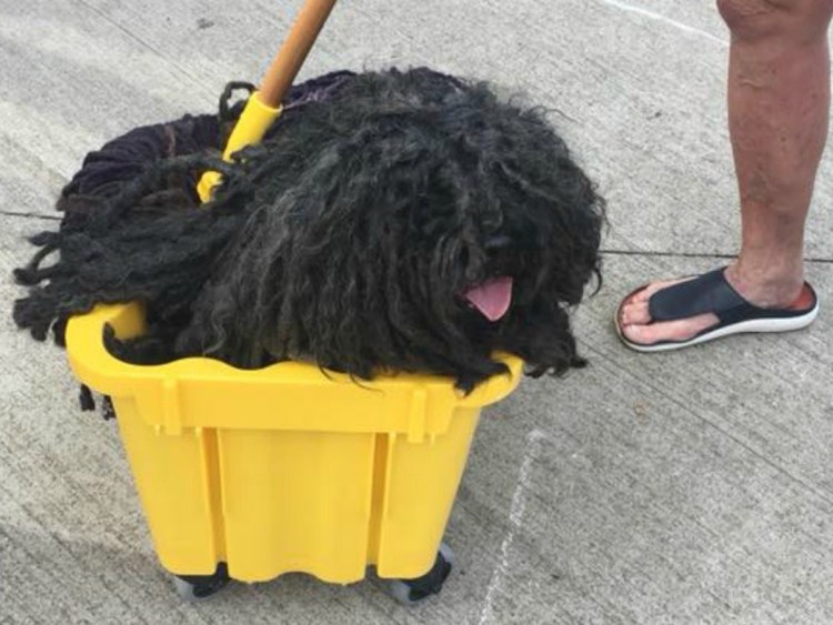 Овчарка Командор