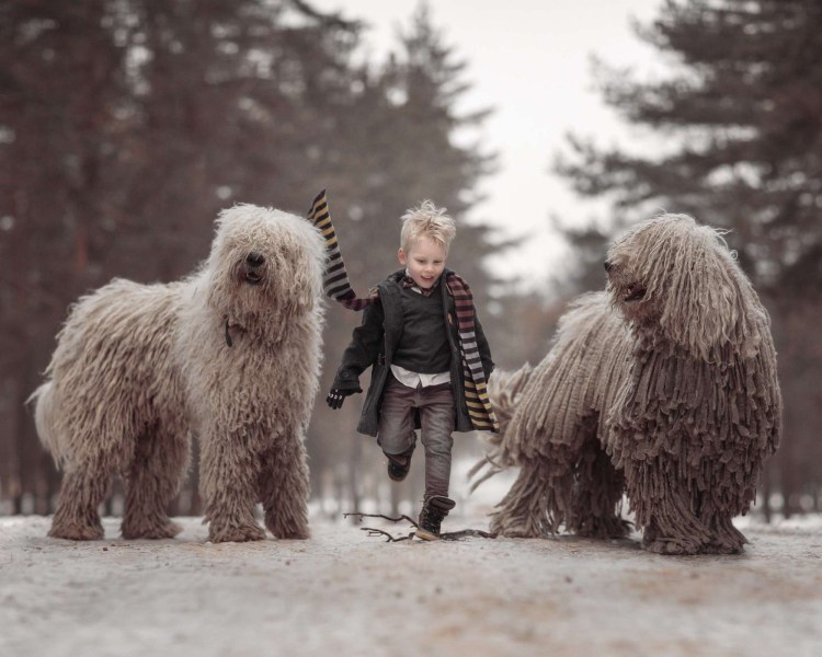 Бергамская овчарка Командор