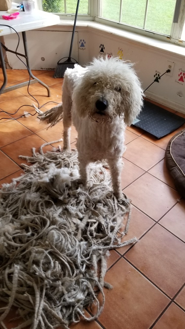 Собака Комондор швабра