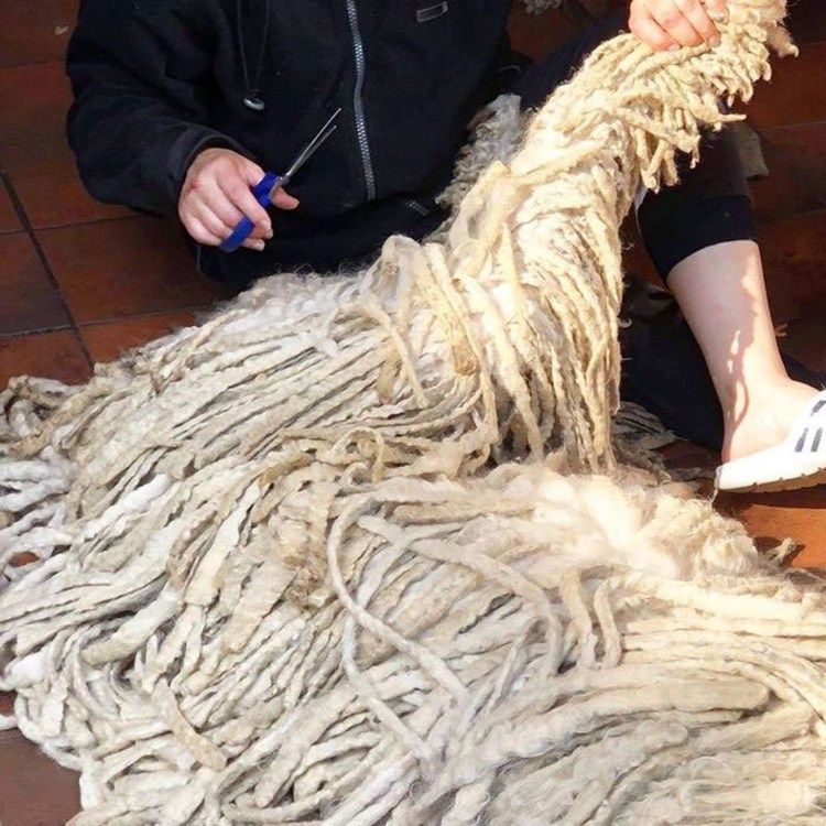 Собака Комондор швабра