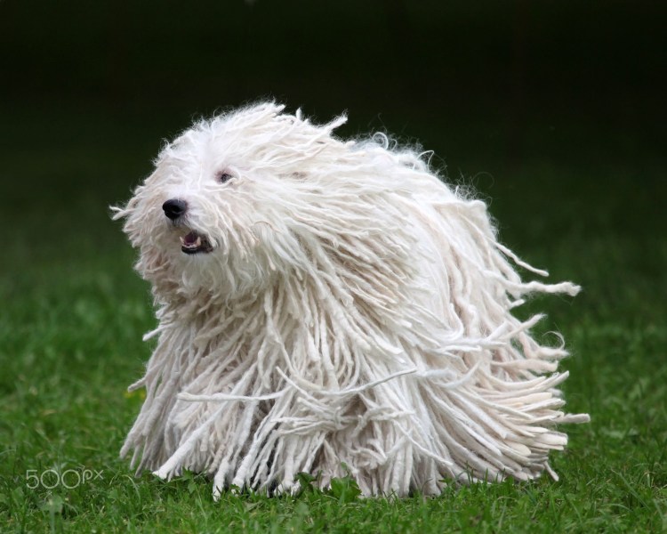 Венгерская овчарка пули