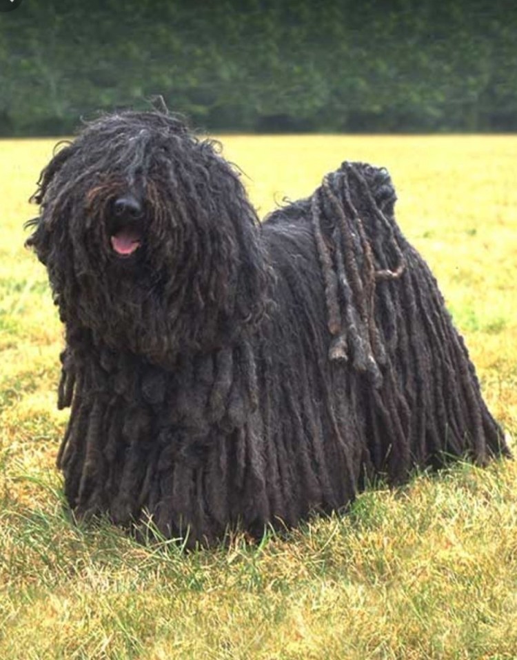 Венгерская овчарка груминг