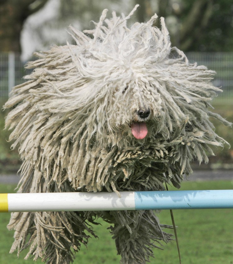 Комондор Уайтхед Дэвид