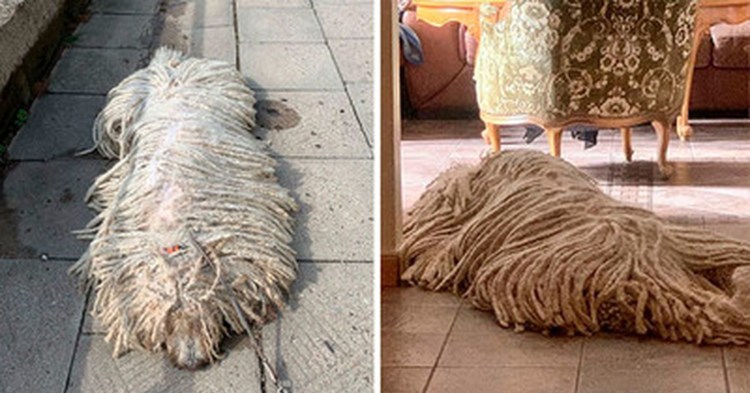 Собака Комондор швабра