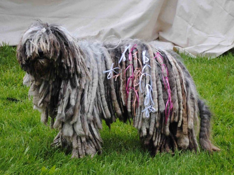 Венгерская пастушья собака пули