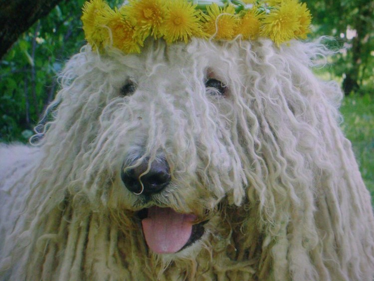 Породы пули (венгерская овчарка)