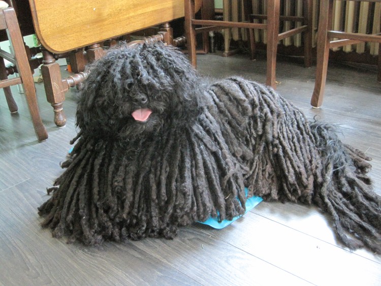 Венгерская овчарка Командор