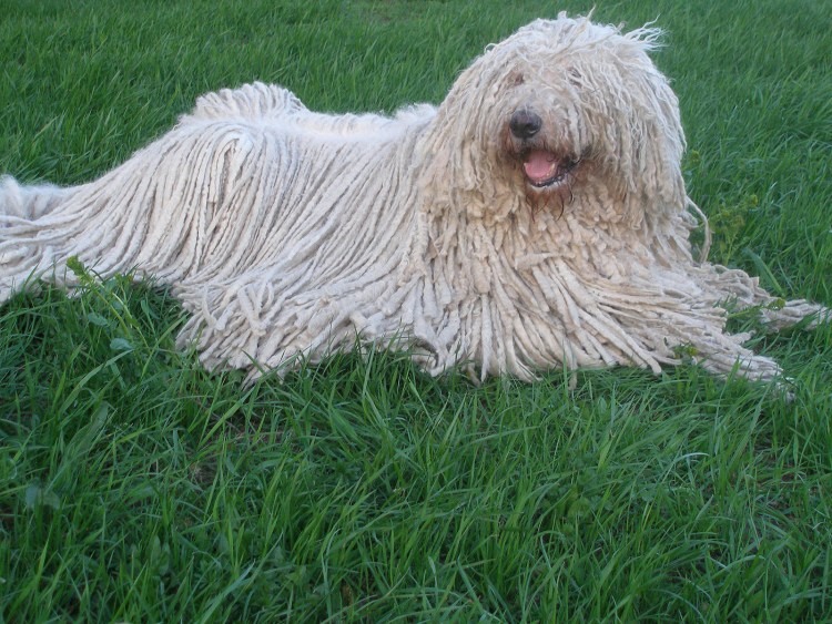 Венгерская овчарка Командор