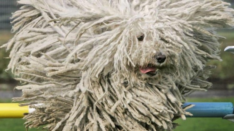 Венгерская овчарка Комондор щенки