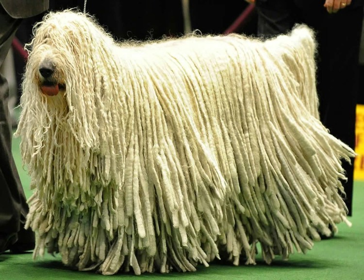 Комондор венгерская овчарка