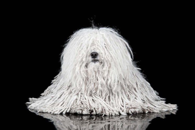 Бергамская овчарка Командор