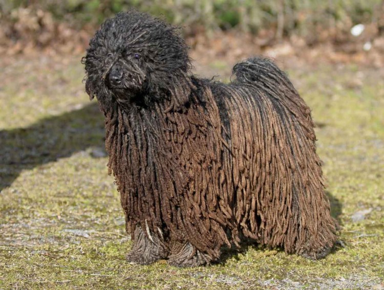 Венгерская овчарка пули щенки