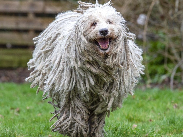 Породы пули (венгерская овчарка)