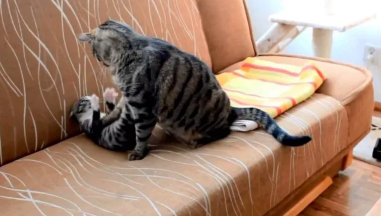 Вредная кошка фото