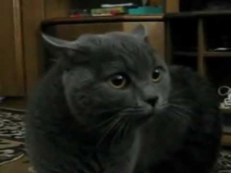 Кошка роняет вазу