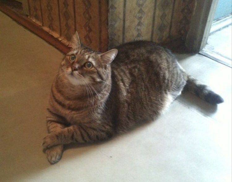 Коты дерутся