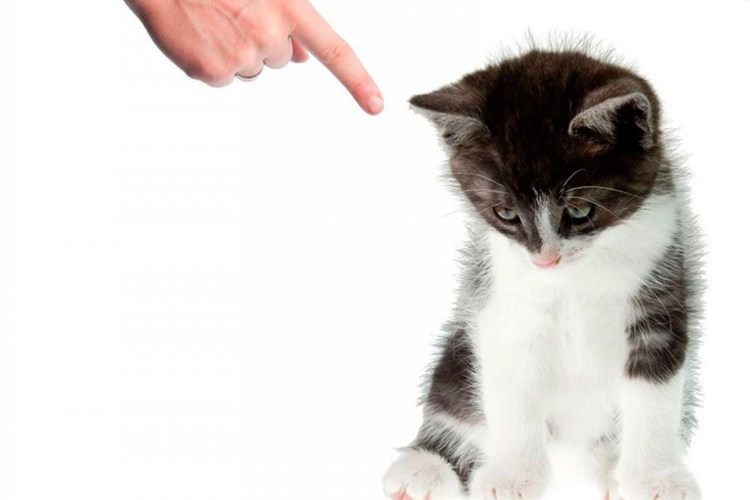 Когда ругаешь собаку и кота