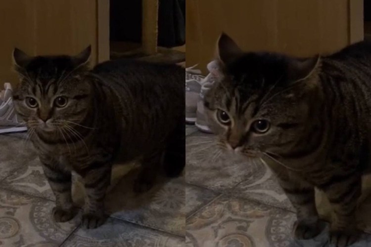 Котенок наказан