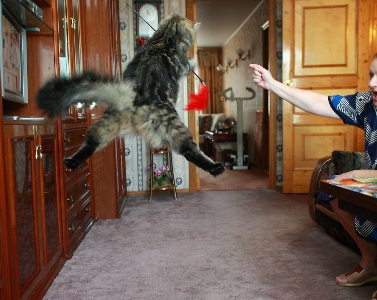 Мама ругает кота