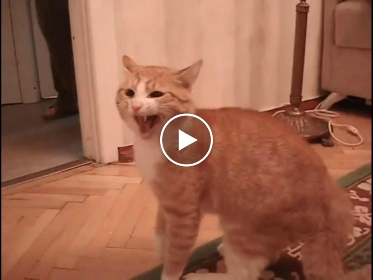 Не ругайся картинки