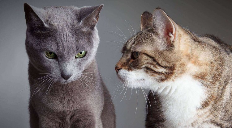 Пусть всегда будет водка колбаса