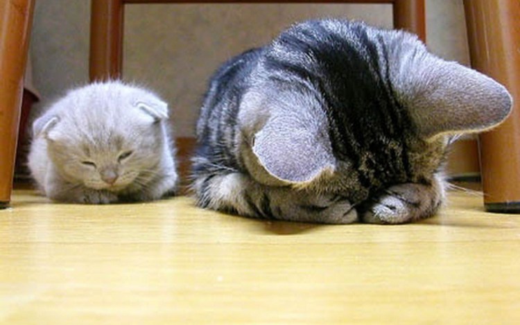 Кошки ругаются умора