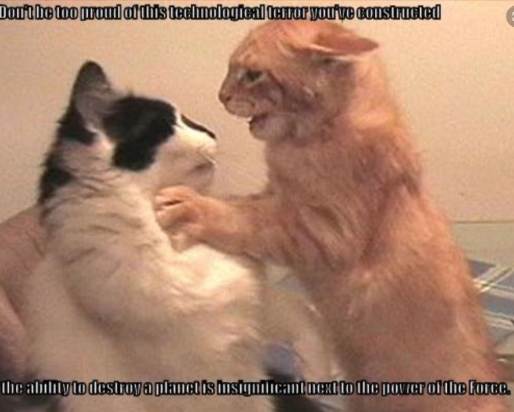 Кот лучший друг