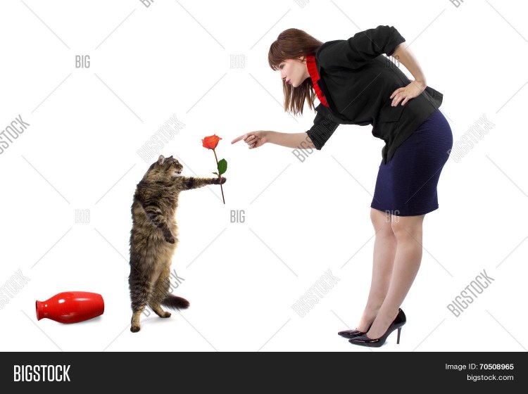 Кота ругают