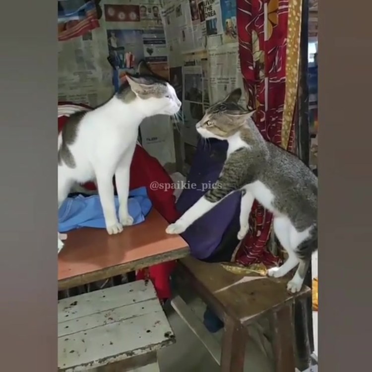 Собака и кошка спиной