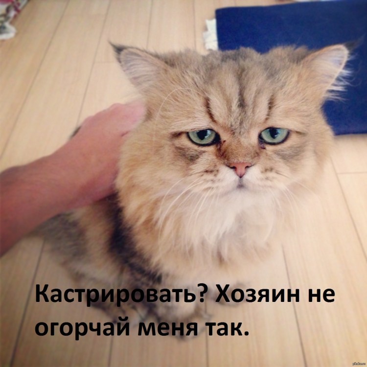 Когда ругают собаку и когда ругают кота