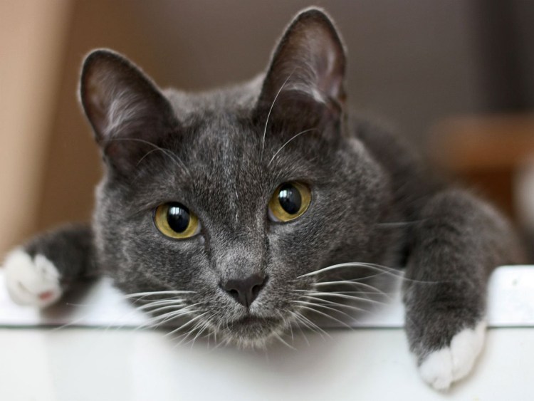 Кот ругается