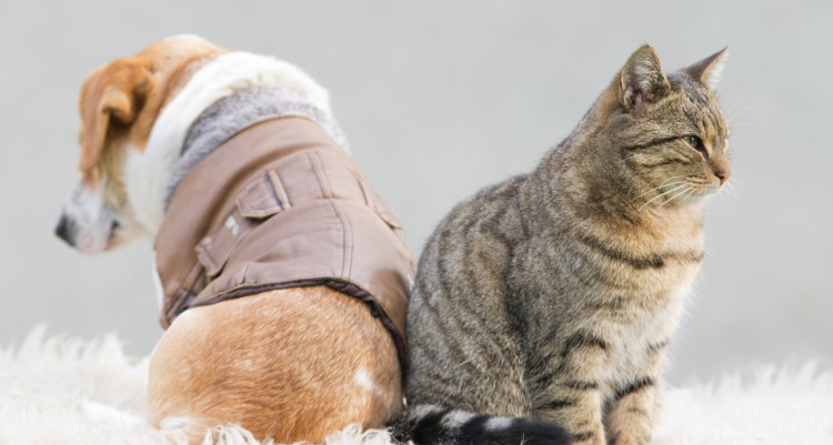 Котенок для поднятия настроения