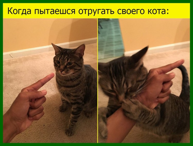 Когда ты ругаешь кота