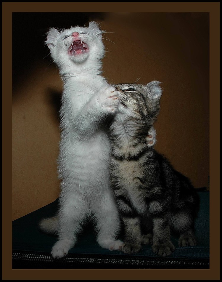 Кот ругается