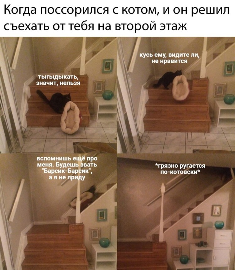 Кот на лестнице Мем